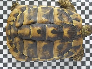 Griechische Landschildkröte weiblich 11 Jahre lat