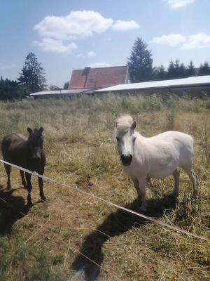 Ponys abzugeben 
