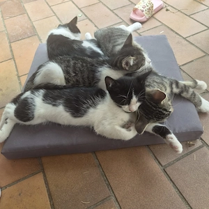Baby Katzen 