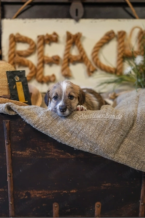 Rauhaar Jack Russell Terrier Welpe mit coaching