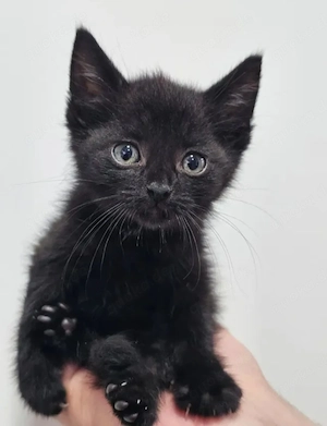 Kasimir Verspielter Kater sucht spannende Familie 