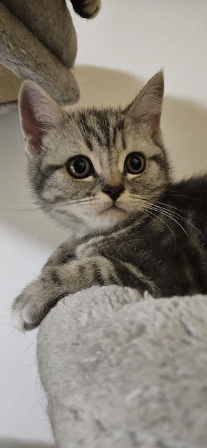 Liebevolle BKH-Kitten suchen ein neues Zuhause 
