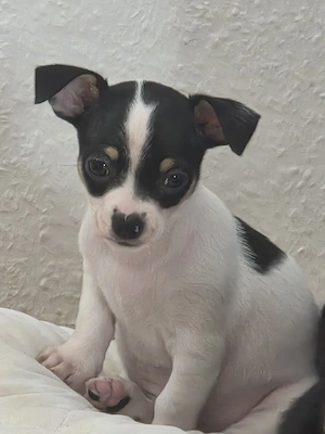 welpen zwergpinscher &chihuahua 