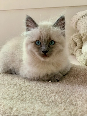 Reinrassige typvolle Ragdoll Kitten verschmuste Familienkatzen blaue Augen Katzenbaby