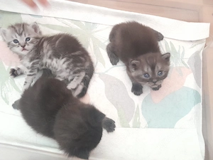 Süße Bkh mix kitten abzugeben 
