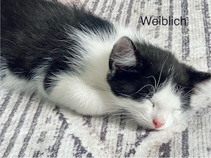 schwarz-weiß Babykatze