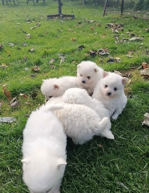 Wunderschöne Pomeranian (Zwergspitz) Welpen   Liebevolles Zuhause gesucht