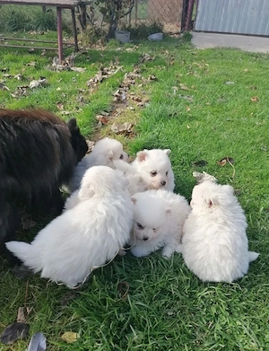 Wunderschöne Pomeranian (Zwergspitz) Welpen   Liebevolles Zuhause gesucht