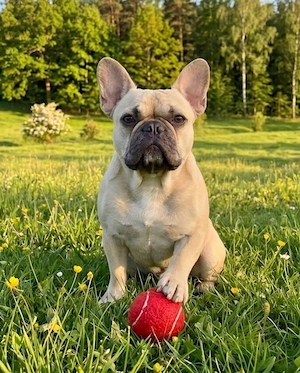 Französische Bulldogge