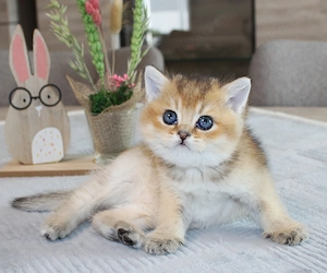 BKH Kitten mit Stammbaum