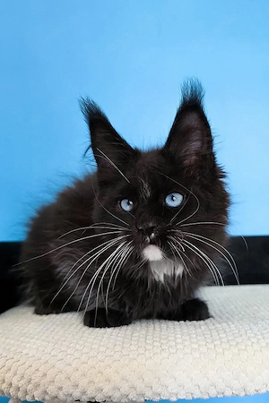 Ein süßes, 3 Monate altes Maine-Coon-Kätzchen sucht ein liebevolles Zuhause für immer.   