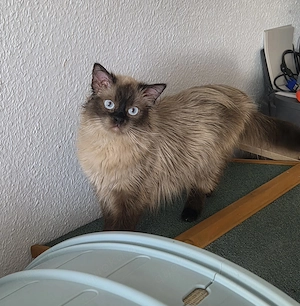 Liebevolles Zuhause für Ragdoll-Katze Lucy gesucht 