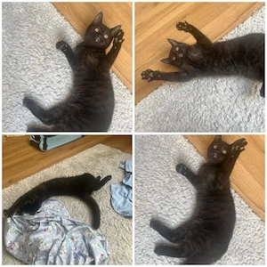 süßer Katzenjunge sucht liebevolles Zuhause 