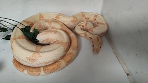 Boa Constrictor Imperator 1.0 Sunglow morph (Kahl line)