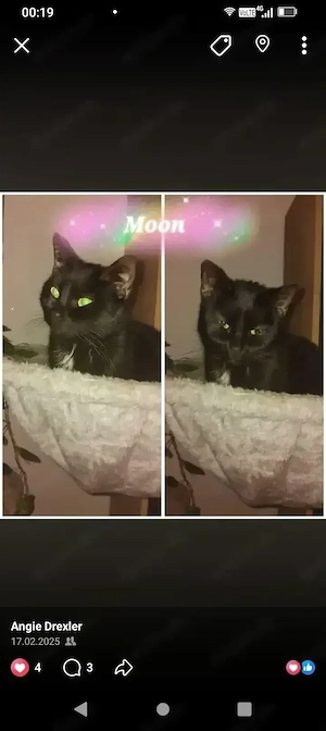 die kleine Moon sucht ein neues zu Hause