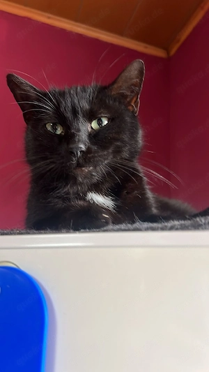 die kleine Moon sucht ein neues zu Hause