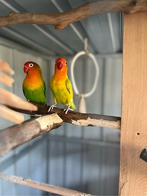 pfirsichköpchen 