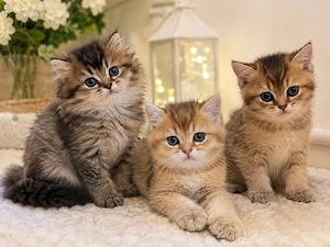 Britisch Kurzhaar(BKH) & Britisch Langhaar (BLH) Golden Shaded Kitten suchen ein liebevolles Zuhause