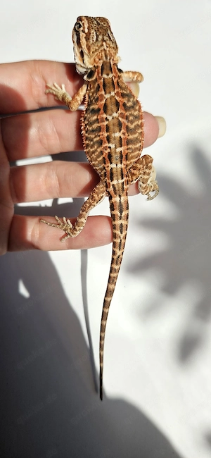 Monsterbolt pogona vitticeps Bartagame