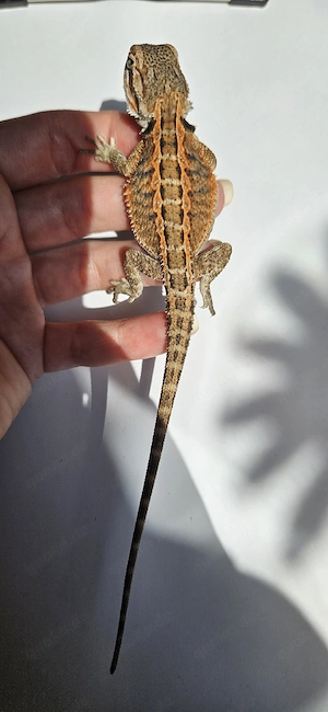  "Monsterbolt" pogona vitticeps Bartagame 