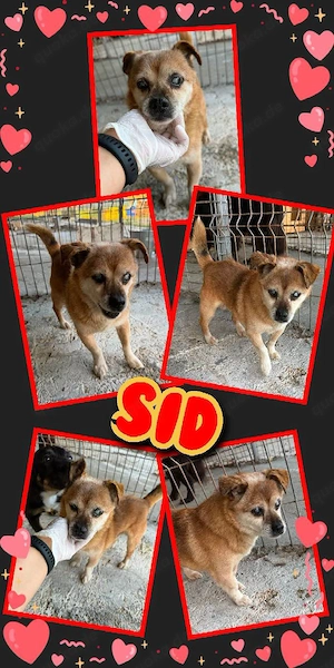 kleiner, lieber, menschenbezogener Rüde "Sid" sucht dringend ein Zuhause, wer kann helfen ?