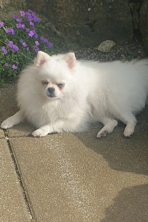 Pomeranian Zwergspitz Hündin 5 Jahre alt