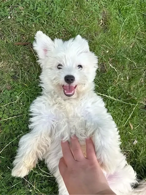 Bichon maltez