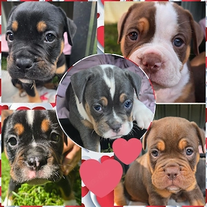 Old English Bulldog Welpen 