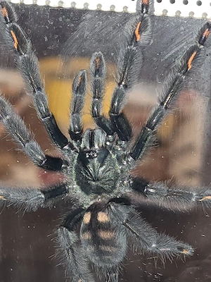 Psalmopoeus irminia 1.0
