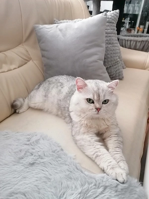 Deckkater 
