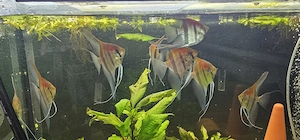 8 Skalare Rotrückenskalare aus dem Manacapuru 25cm hoch