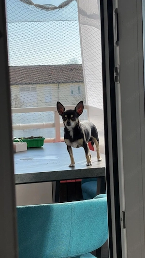 Mini Chihuahua 