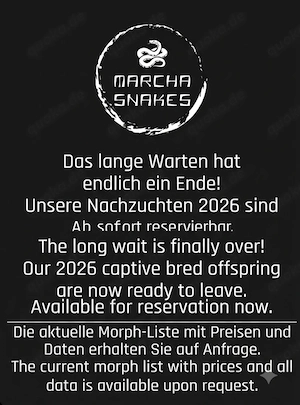 Kornnatter Nachzuchten 2026
