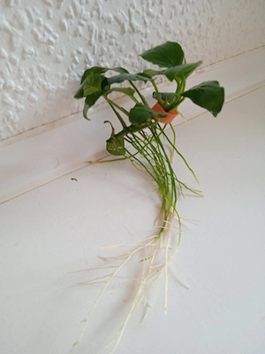 Verkaufe Anubias barteri var. Nana (breitblättriges Speerblatt)