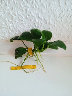 Verkaufe Anubias barteri var. Nana (breitblättriges Speerblatt)
