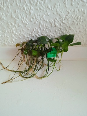 Verkaufe Anubias barteri var. Nana (breitblättriges Speerblatt)