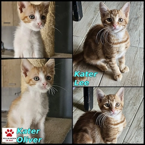 Kittenduo Lee und Oliver sucht ein Plätzchen für Zwei