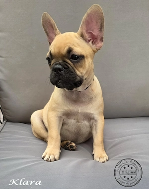 zwei tolle Alternativ Französische Bulldoggen mit Ahnentafel suchen noch eine Familie