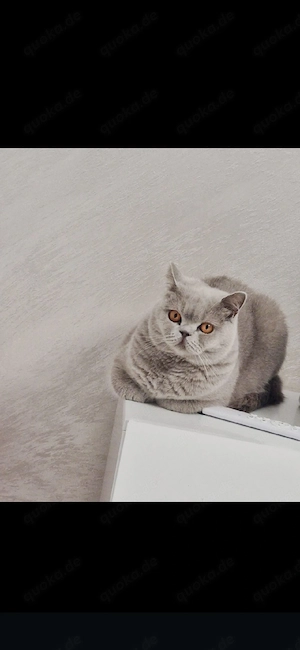 BKH Katze 2 Jahre alt in lilac Farbe