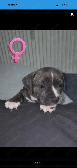 American bully welpen XL