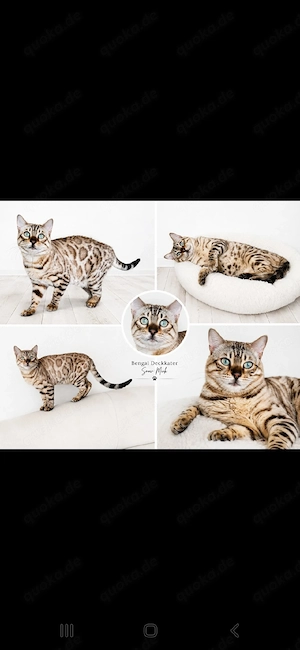 Bengal Deckkater Snow Mink mit Stammbaum und Untersuchungen Xxxl Rosetten