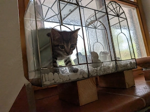 3 Katerchen suchen ab  Mitte August Anfang September ein neues Zuhause