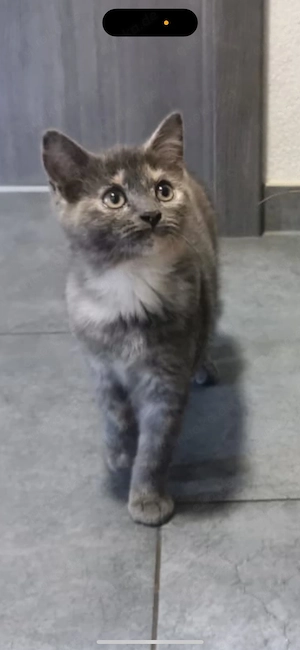 Nur noch 1 Bkh zuckersüsses kitten warten abgeholt zu werden 