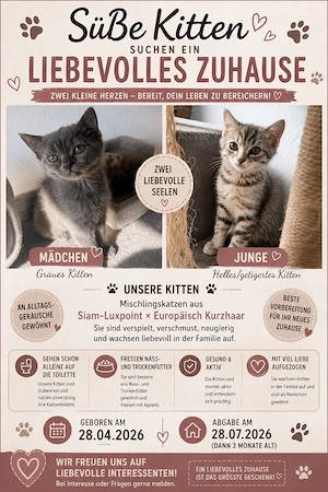 2 baby katzen zu verkaufen 