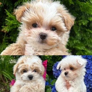 Zuckersüße, kleinbleibende Maltipoo-Welpen
