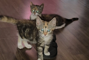 Süße Katzenbabys abzugeben