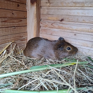 Meerschweinchen Glatthaar Männchen Bock Böcke Jungtiere 