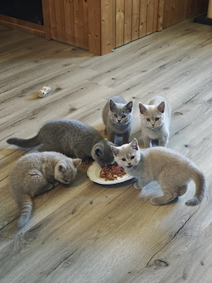 BKH Kitten Blue Süß 