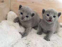 russisch Blau Kitten
