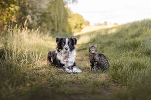 Tierbetreuerin 